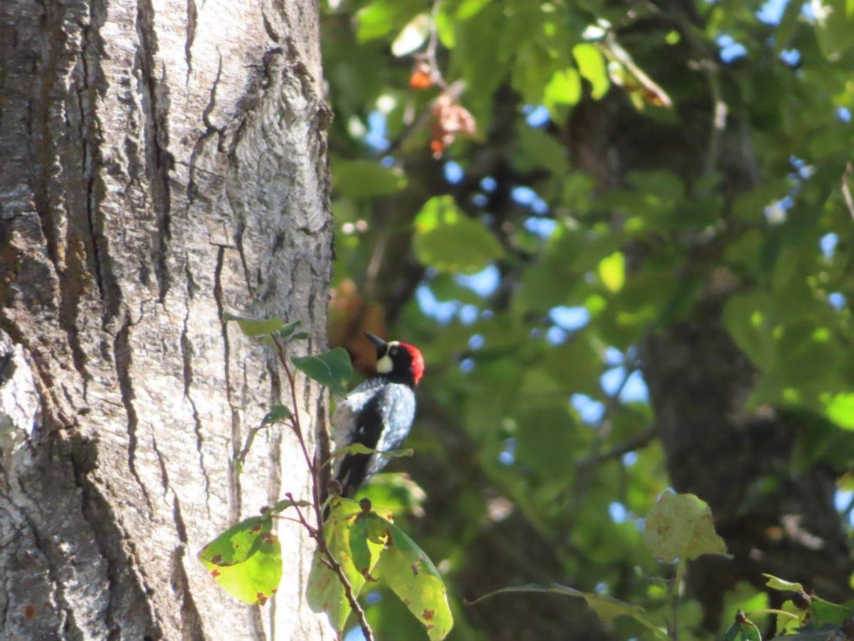 Acorn Woodpecker - ML609501968