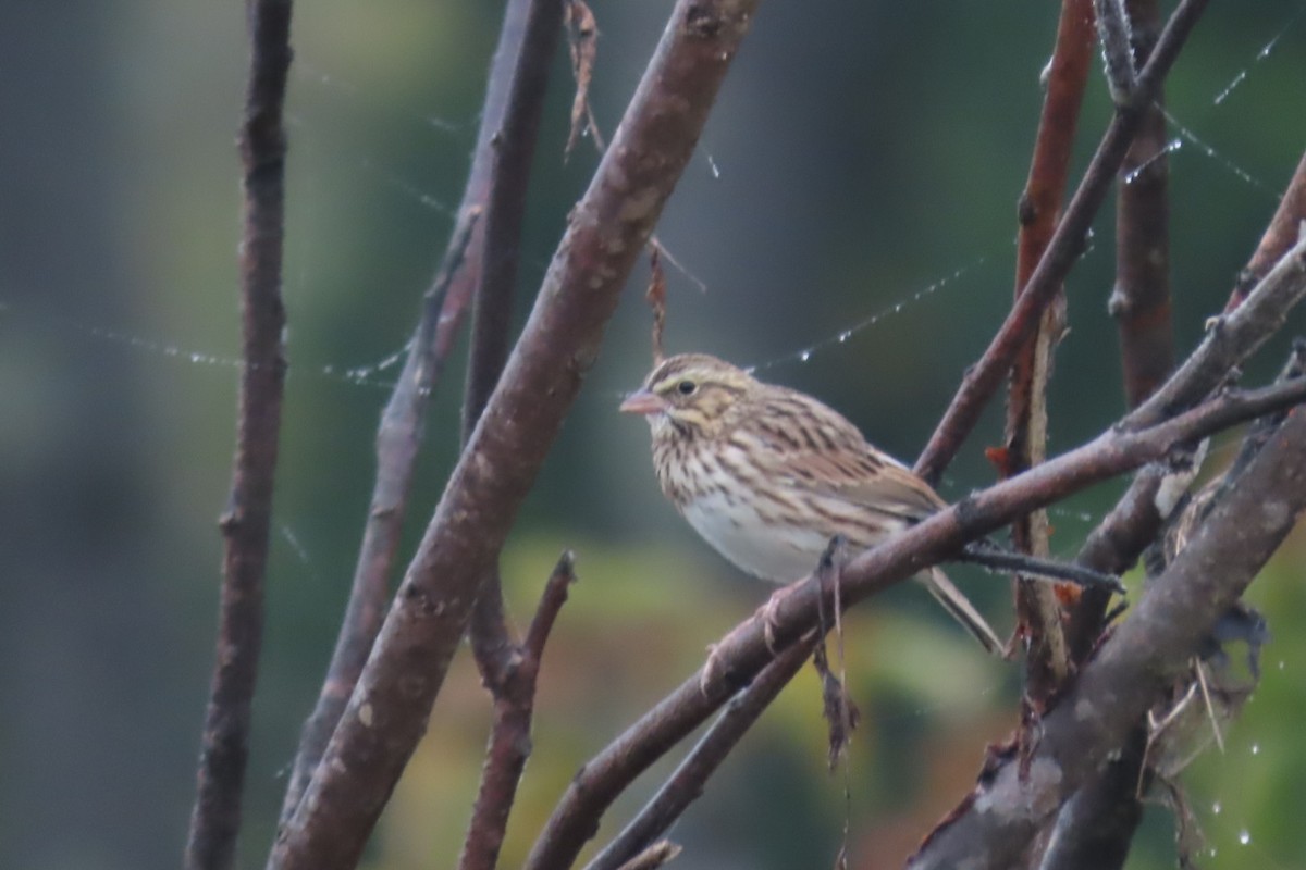 Savannah Sparrow - ML609501985