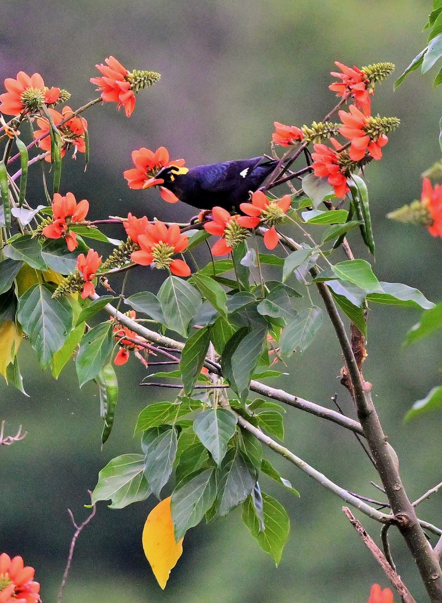 Southern Hill Myna - ML609501993