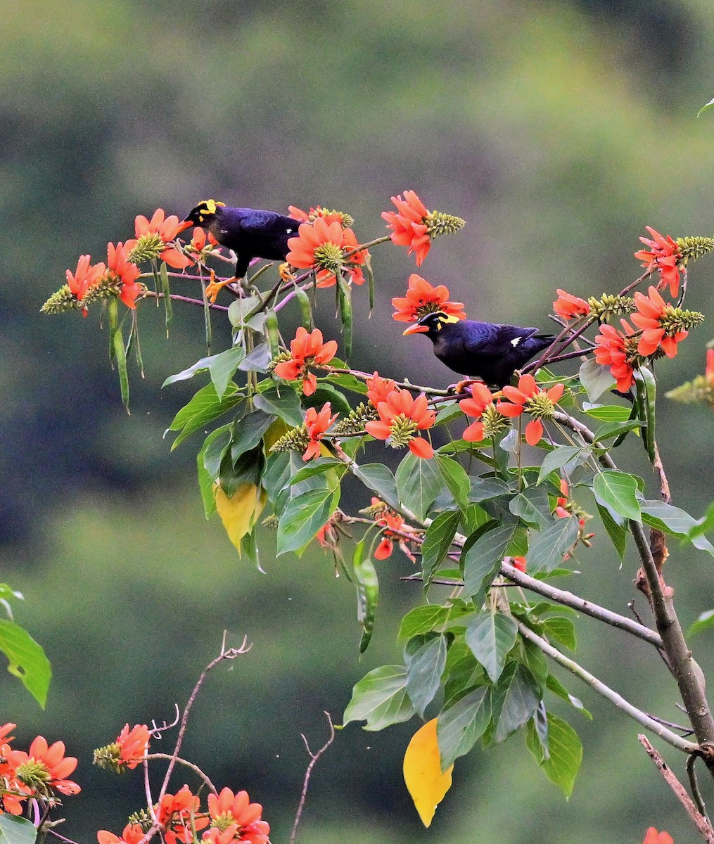 Southern Hill Myna - ML609501996