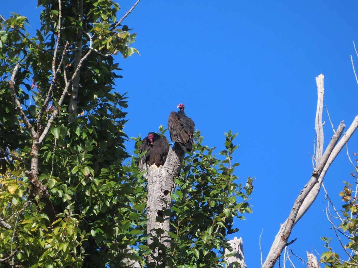 Turkey Vulture - ML609502041