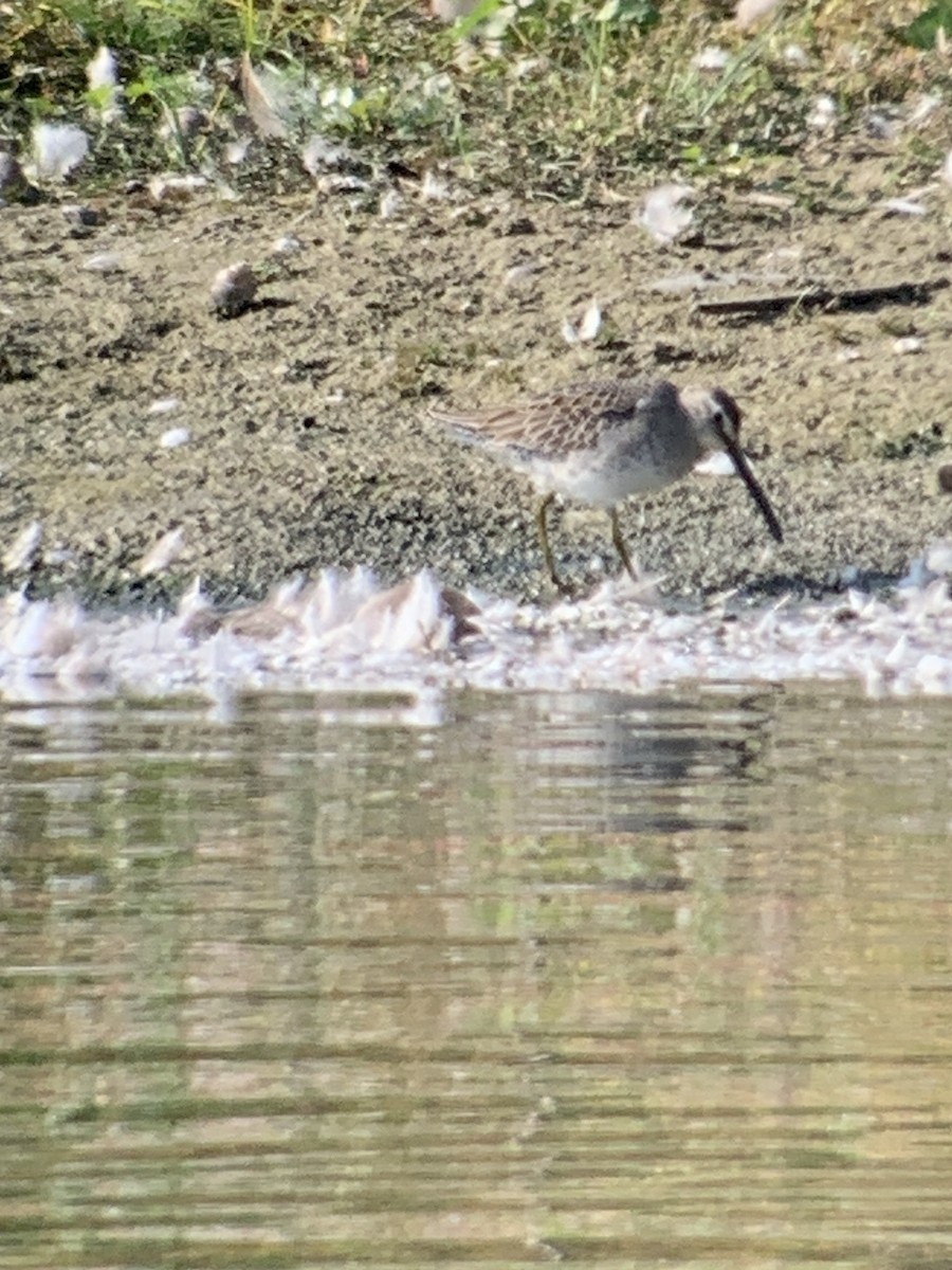 Long-billed Dowitcher - Frank Pinilla