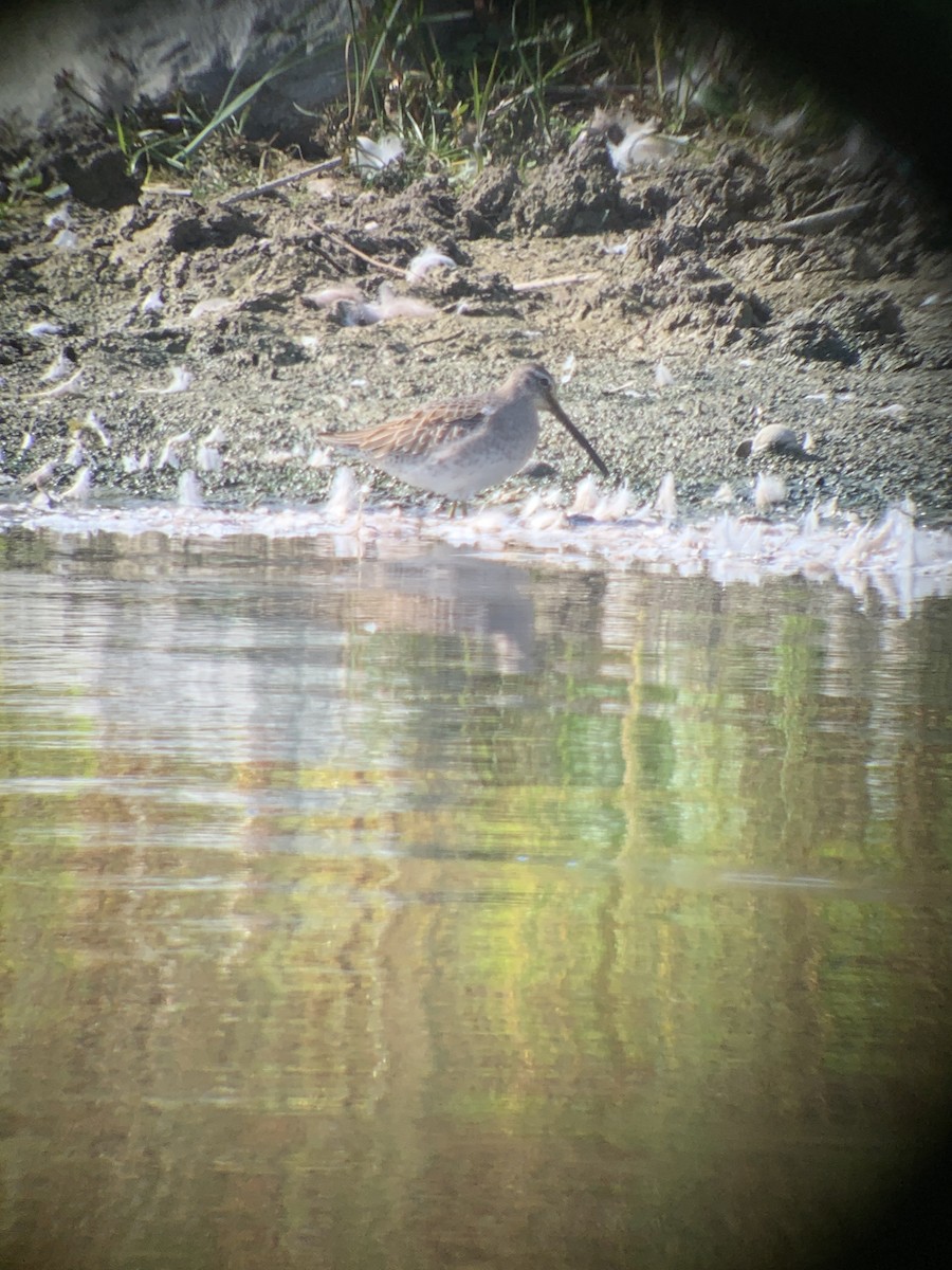 Long-billed Dowitcher - ML609502065