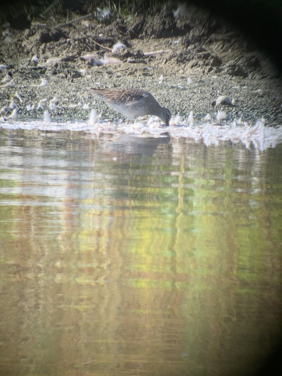 Long-billed Dowitcher - ML609502066