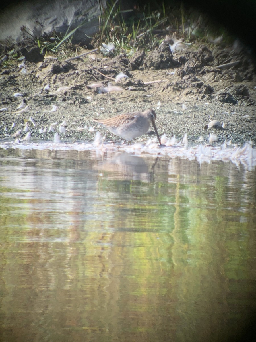 Long-billed Dowitcher - Frank Pinilla