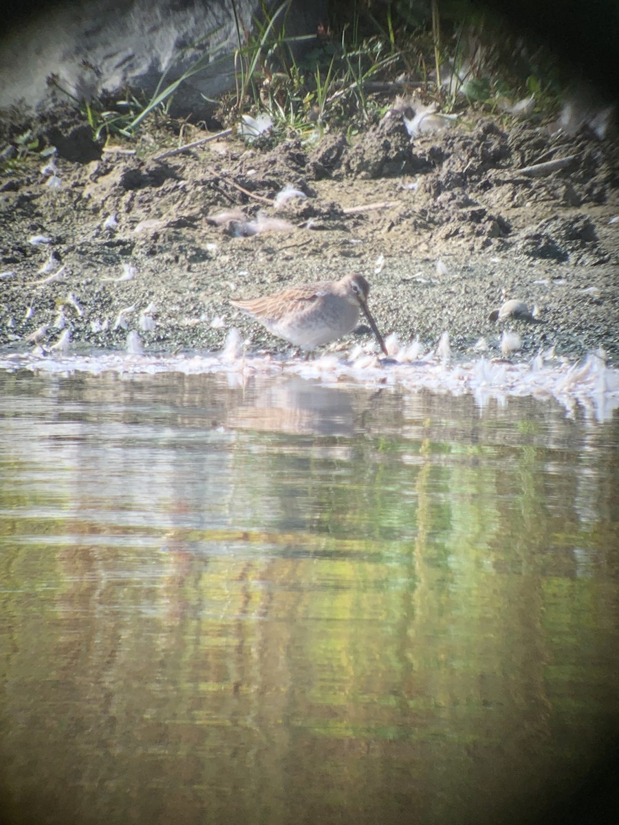 Long-billed Dowitcher - ML609502068