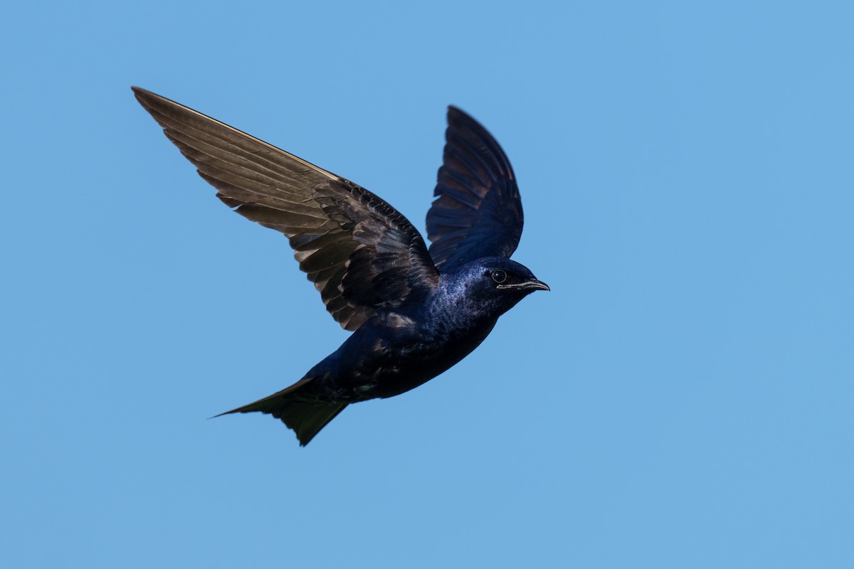 Purple Martin - ML609502085