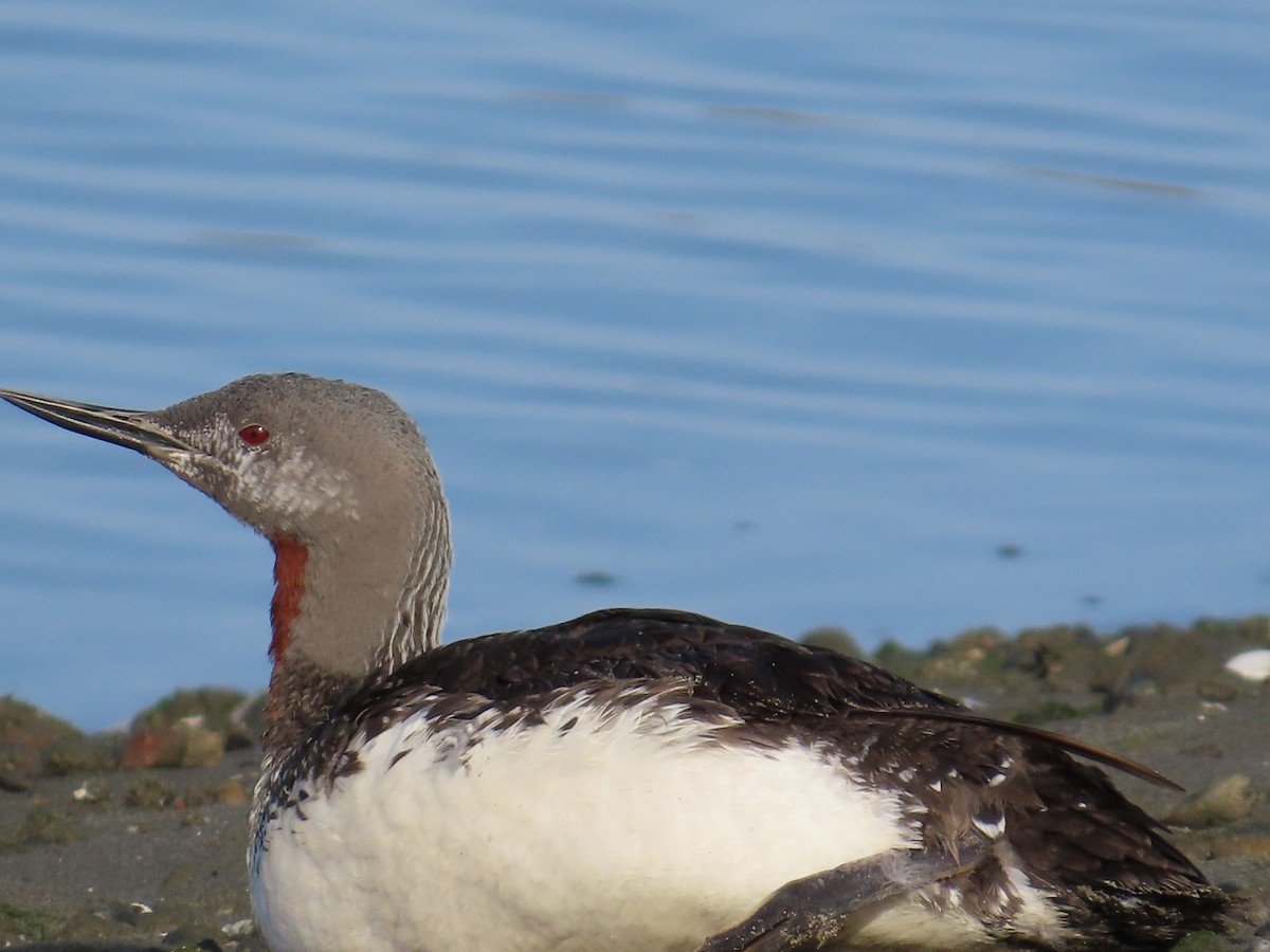 Red-throated Loon - ML609502145