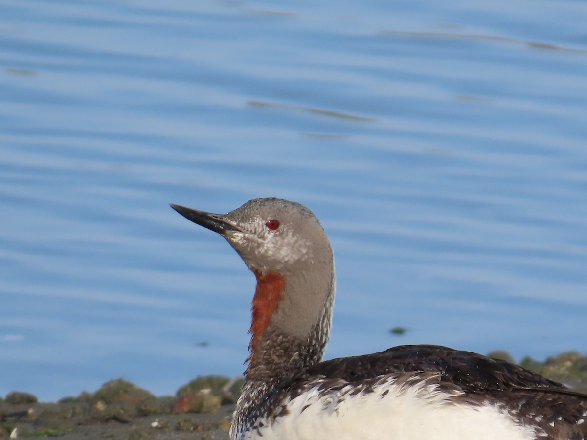 Red-throated Loon - ML609502146