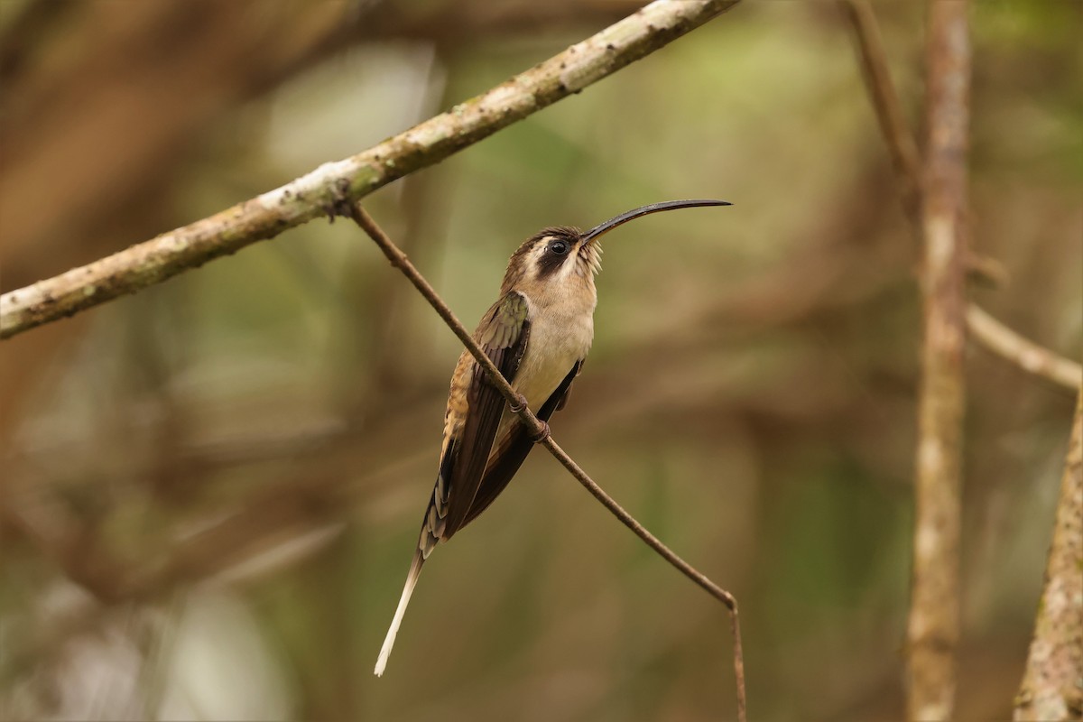 Long-billed Hermit - ML609502158