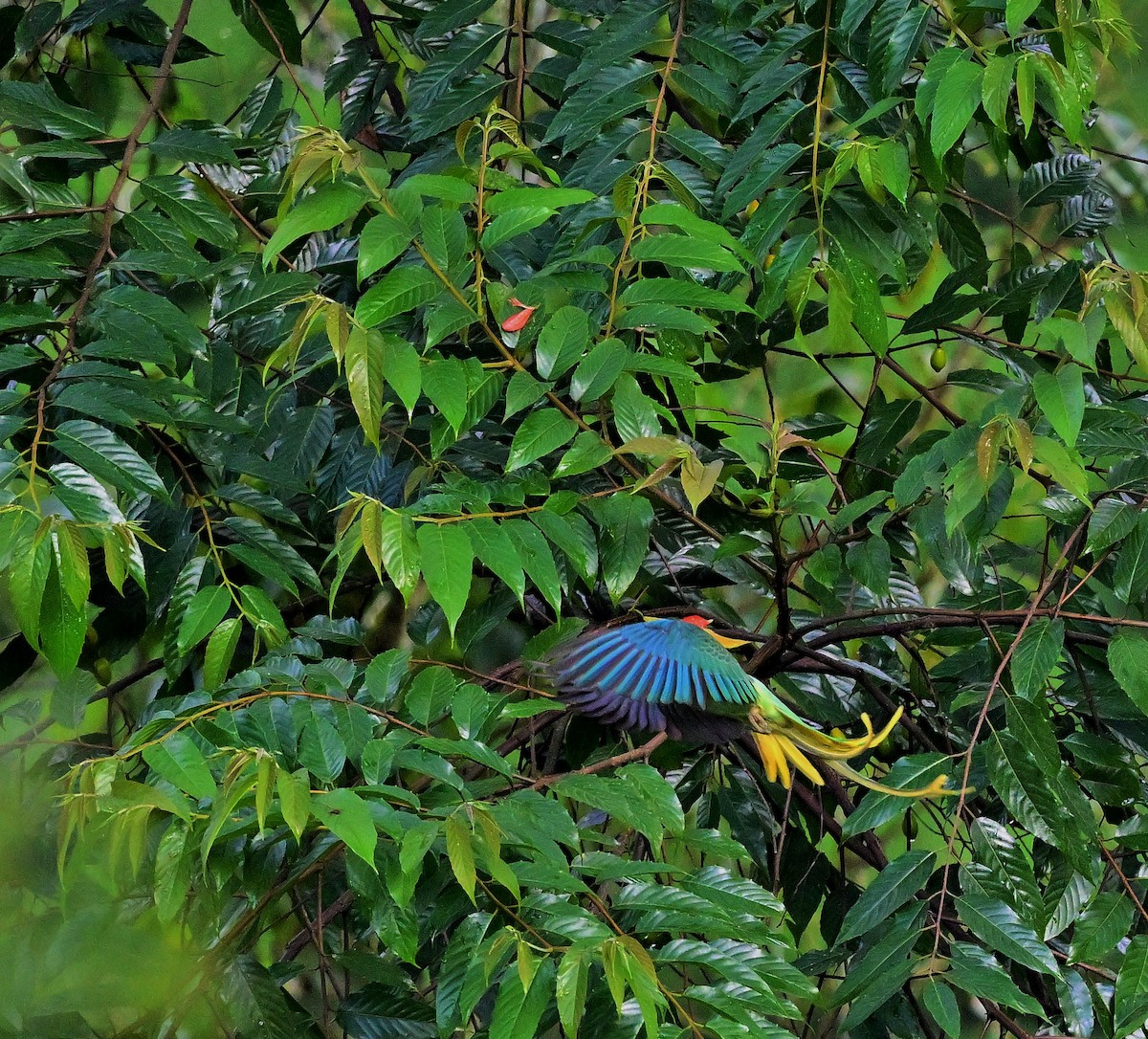 Malabar Yeşil Papağanı - ML609502204