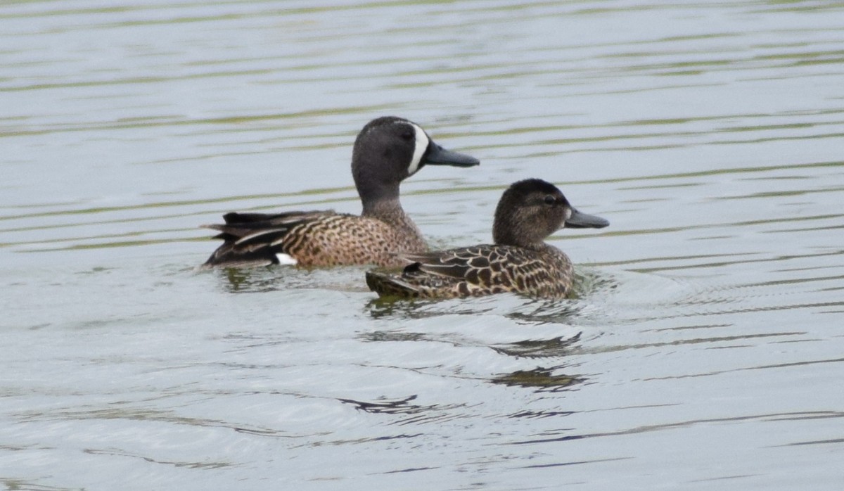Blue-winged Teal - ML609502351