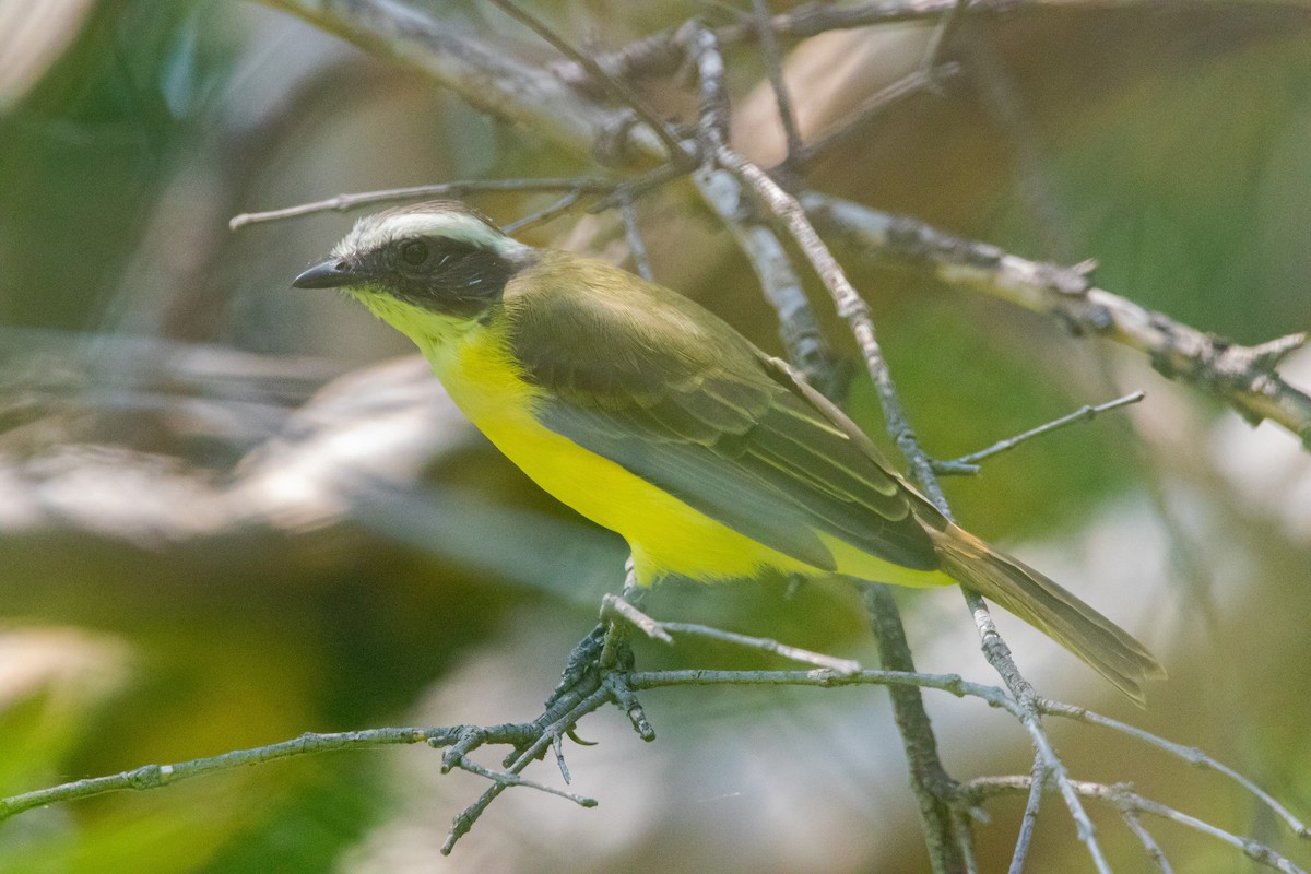 Social Flycatcher - ML609502522