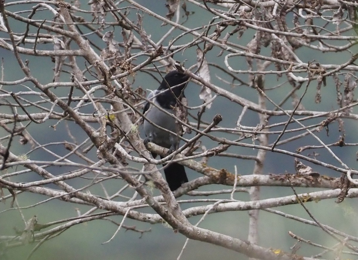 Hooded Cuckooshrike - ML609502578