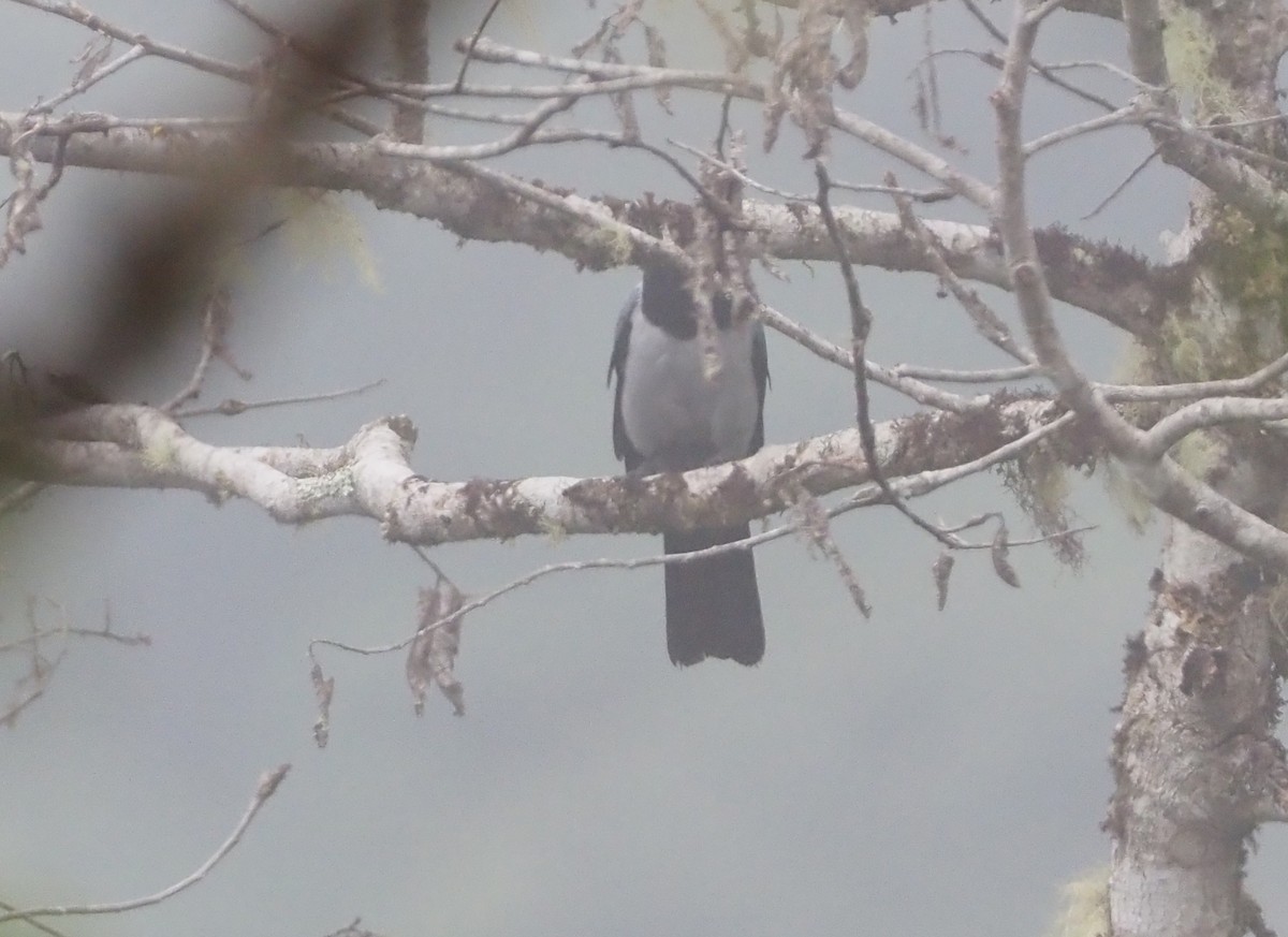 Hooded Cuckooshrike - ML609502590