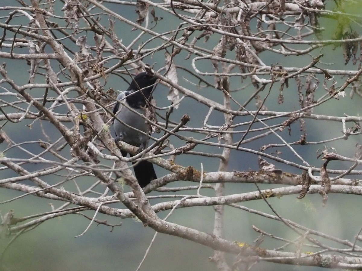 Hooded Cuckooshrike - ML609502595