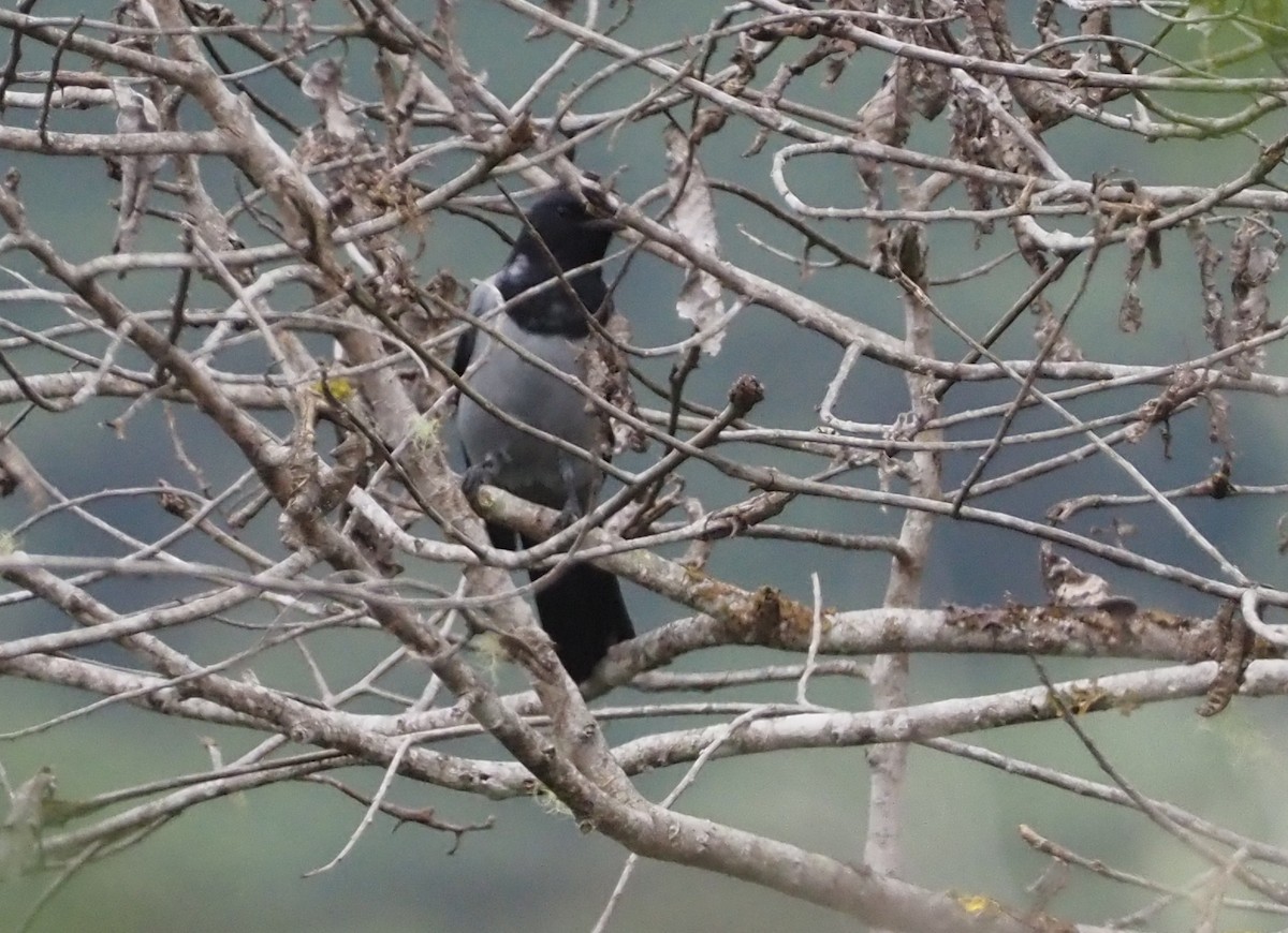 Hooded Cuckooshrike - ML609502604