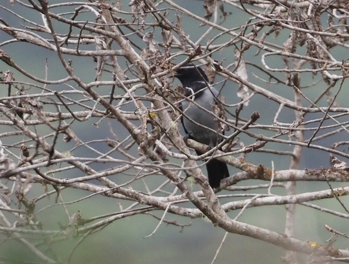 Hooded Cuckooshrike - ML609502610