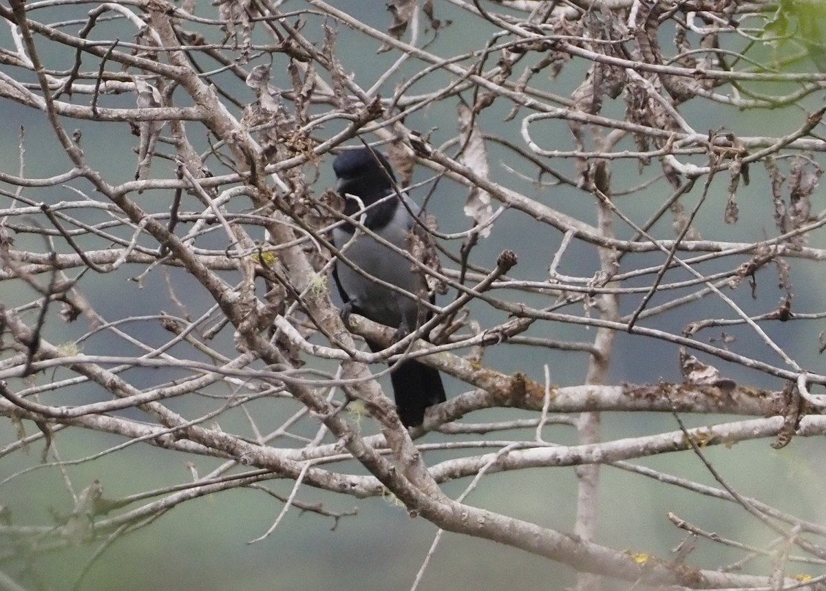 Hooded Cuckooshrike - Stephan Lorenz