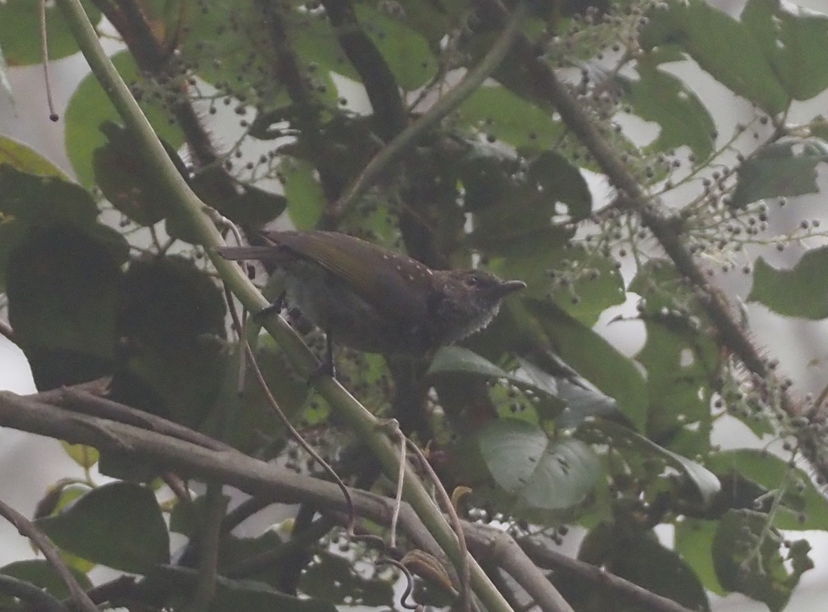 Spotted Berrypecker - ML609502643