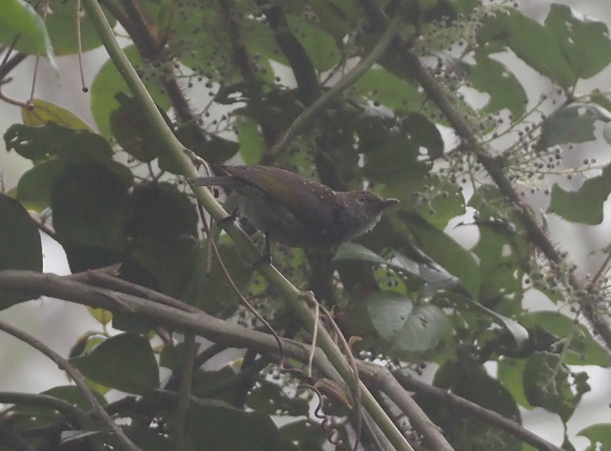 Spotted Berrypecker - ML609502647