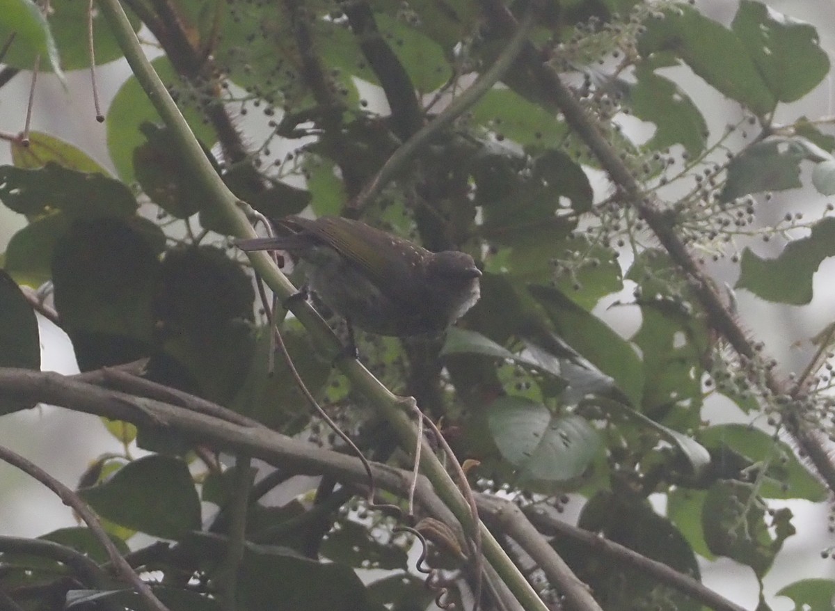 Spotted Berrypecker - ML609502652