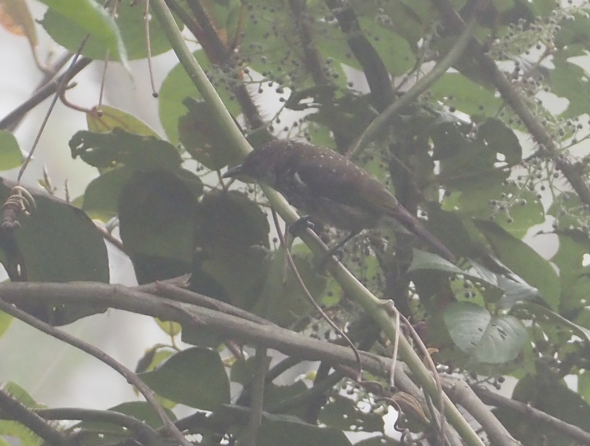 Spotted Berrypecker - Stephan Lorenz