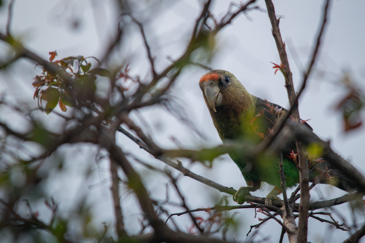 Cape Parrot - ML609502691