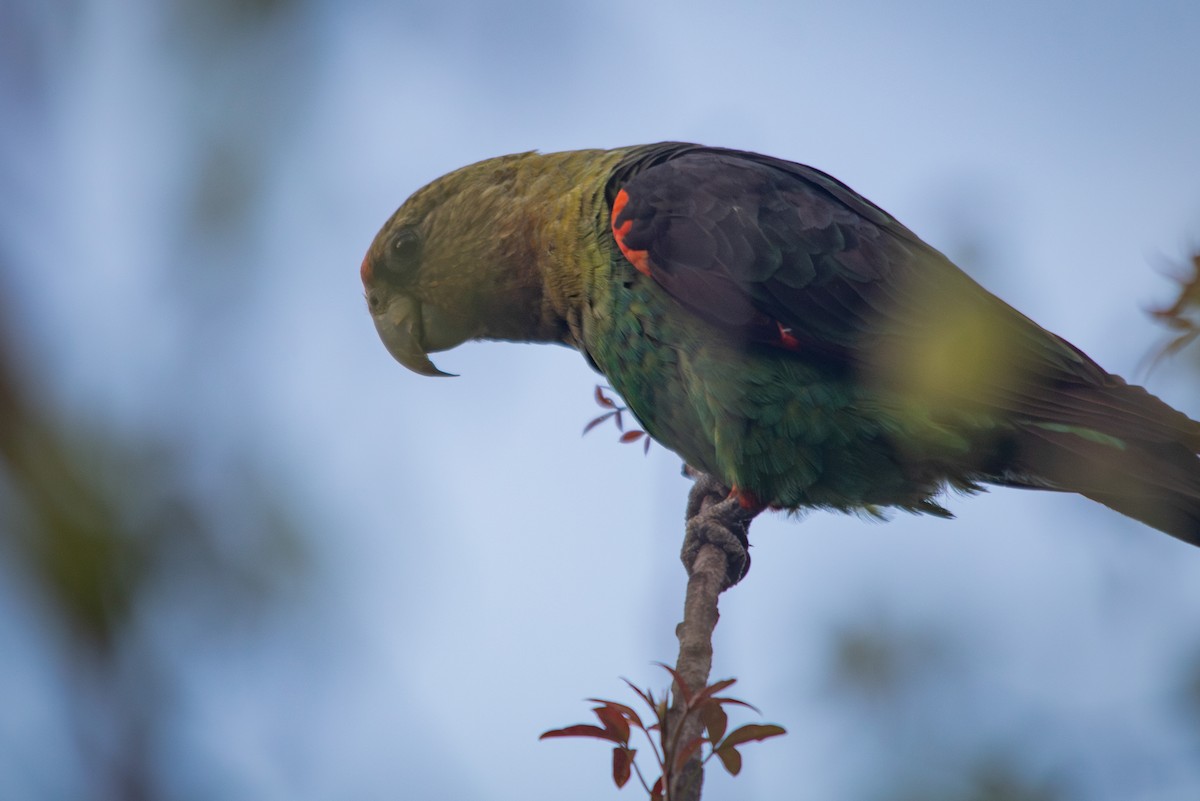 papoušek zelenobřichý - ML609502692