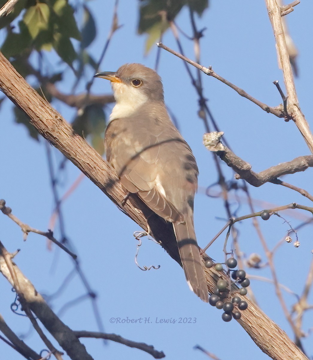 Yellow-billed Cuckoo - Robert Lewis