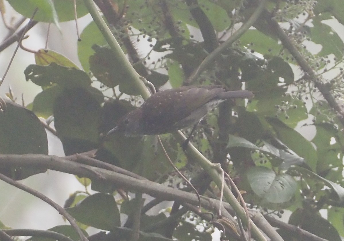 Spotted Berrypecker - ML609502697