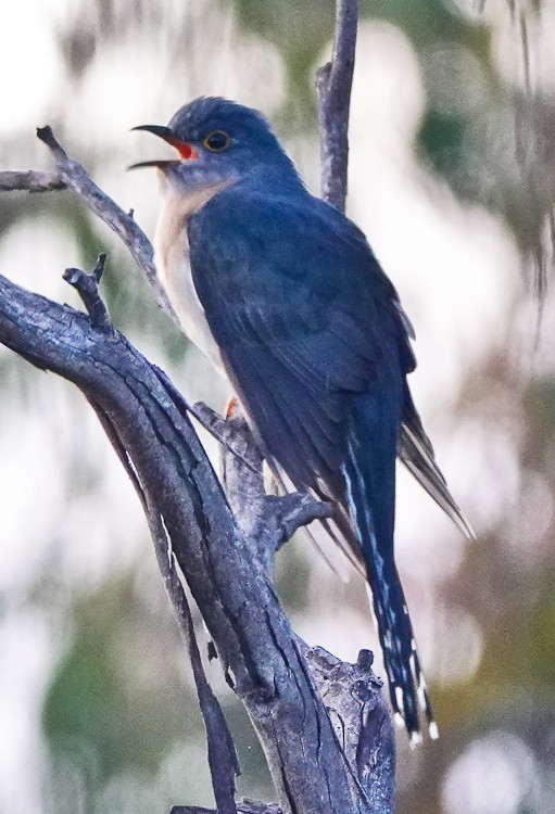 Fan-tailed Cuckoo - ML609502711