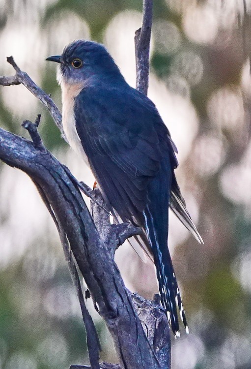 Fan-tailed Cuckoo - ML609502712