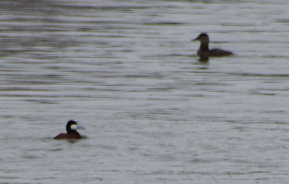 Ruddy Duck - ML609502714