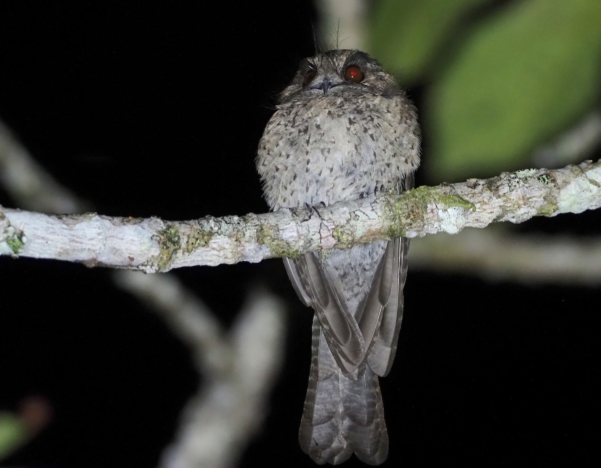 Mountain Owlet-nightjar - ML609502716