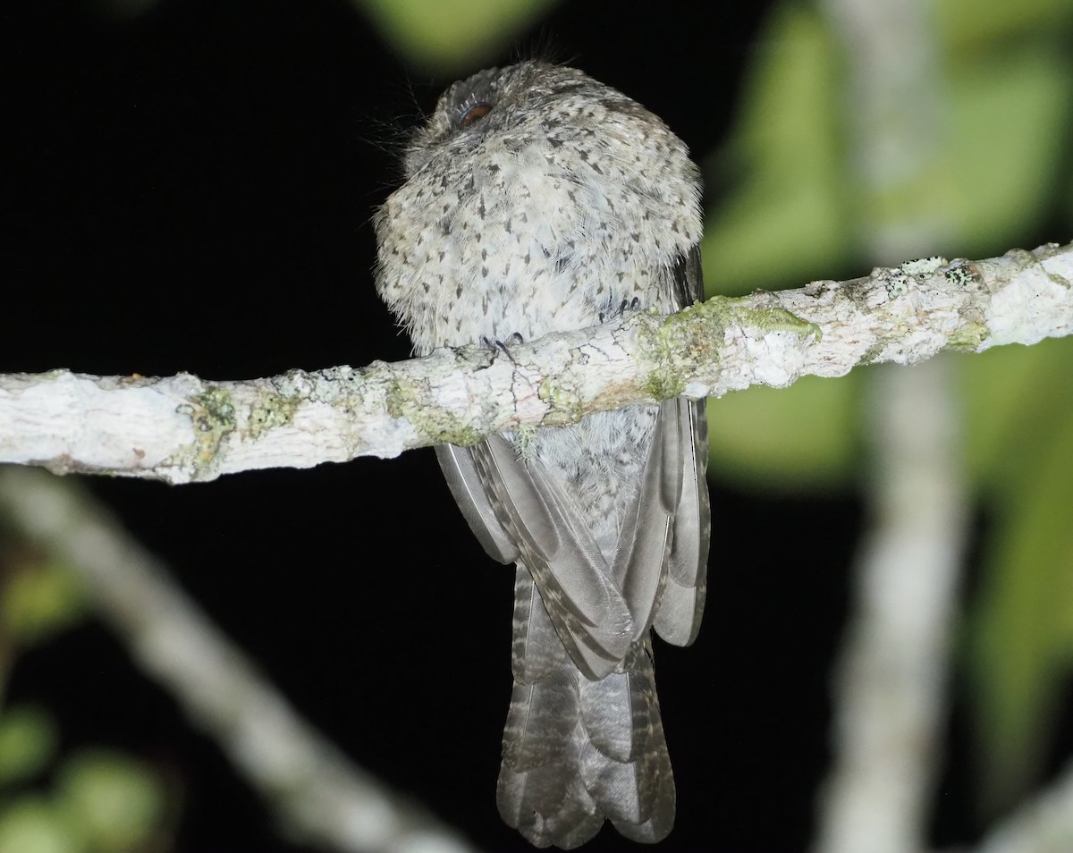 Mountain Owlet-nightjar - ML609502719