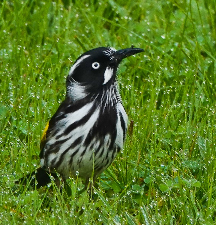 New Holland Honeyeater - ML609502729
