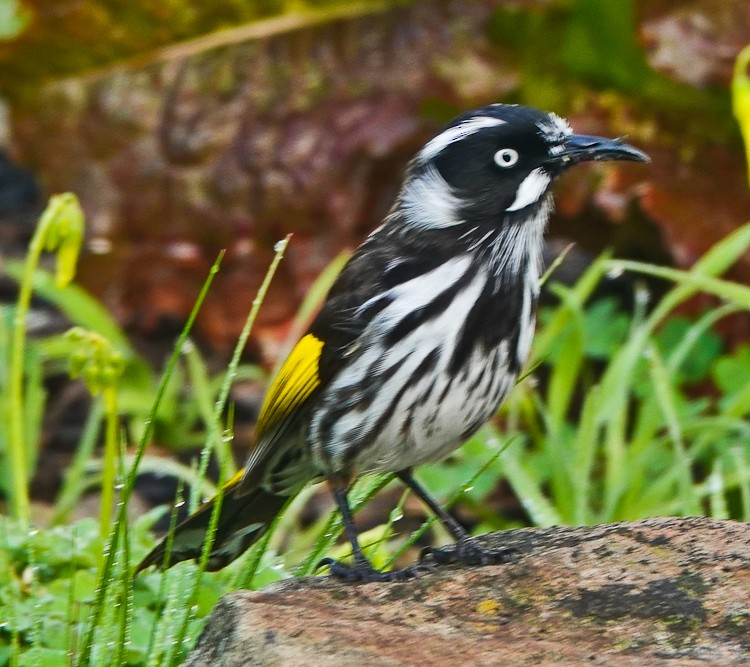 New Holland Honeyeater - ML609502730