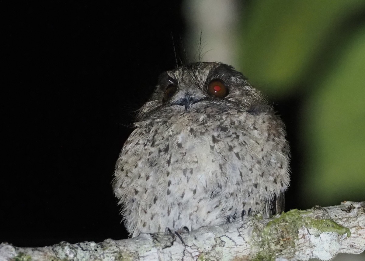 Mountain Owlet-nightjar - Stephan Lorenz