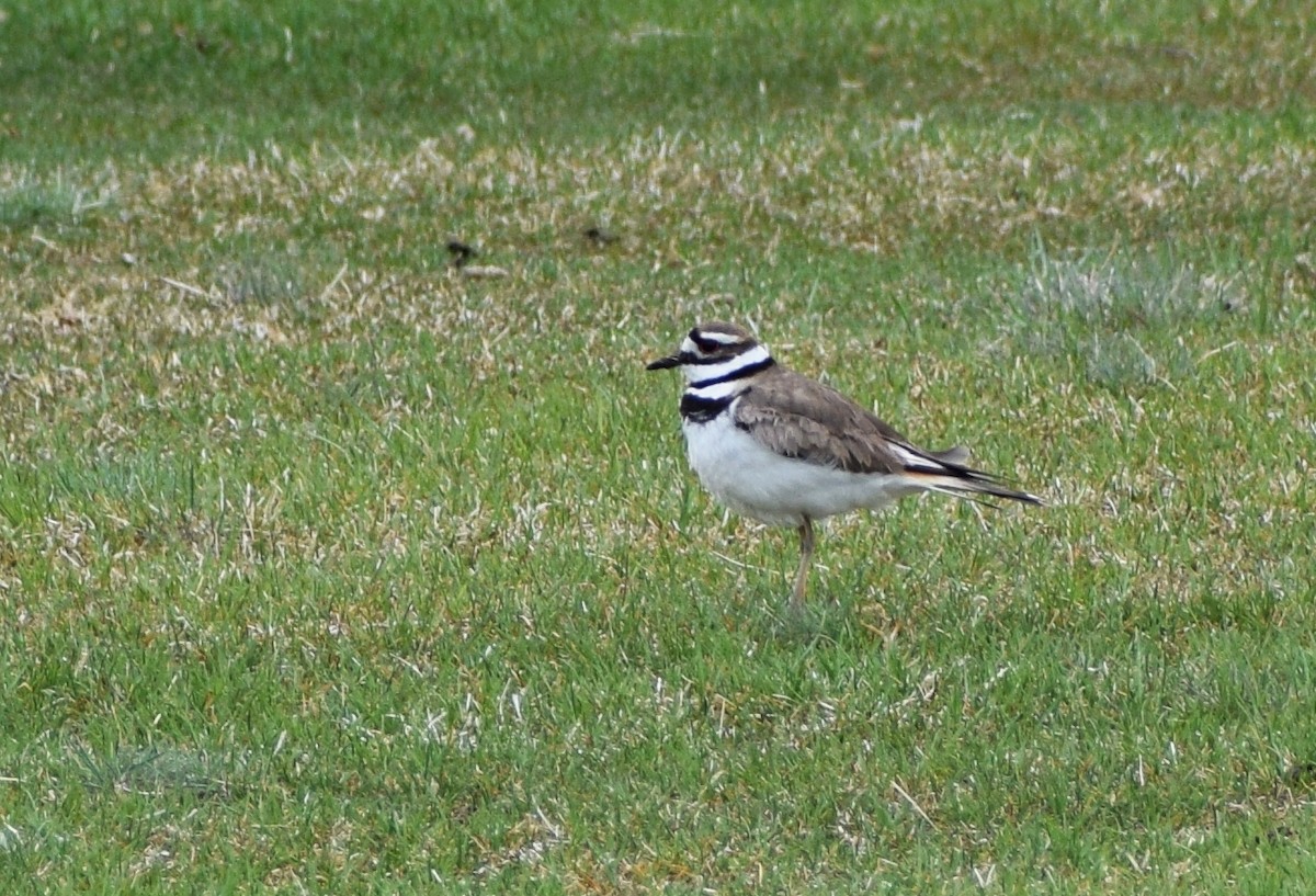 Killdeer - ML609502743