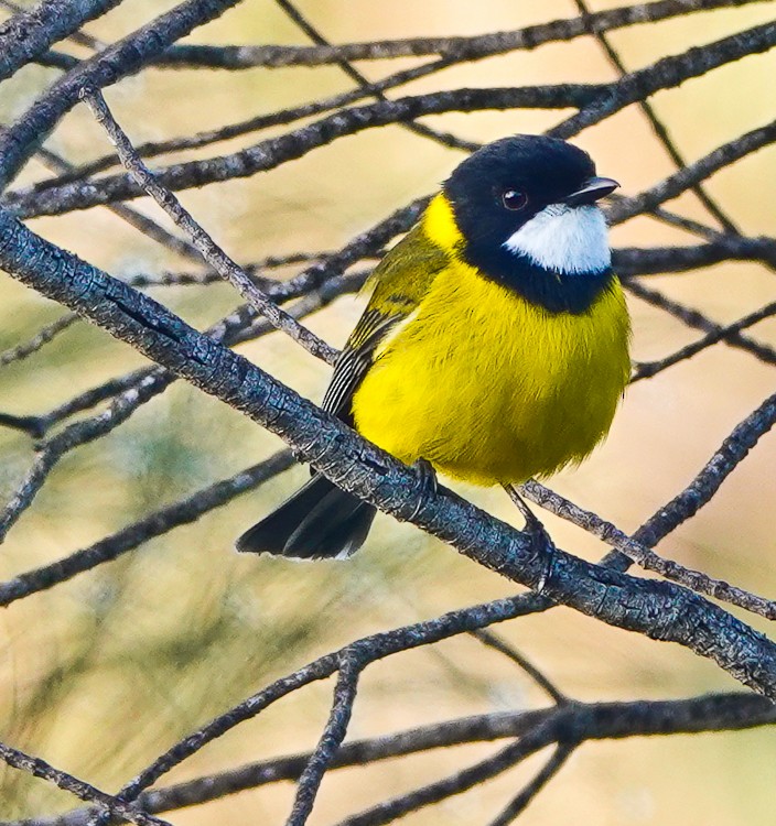 Golden Whistler (Western) - ML609502751