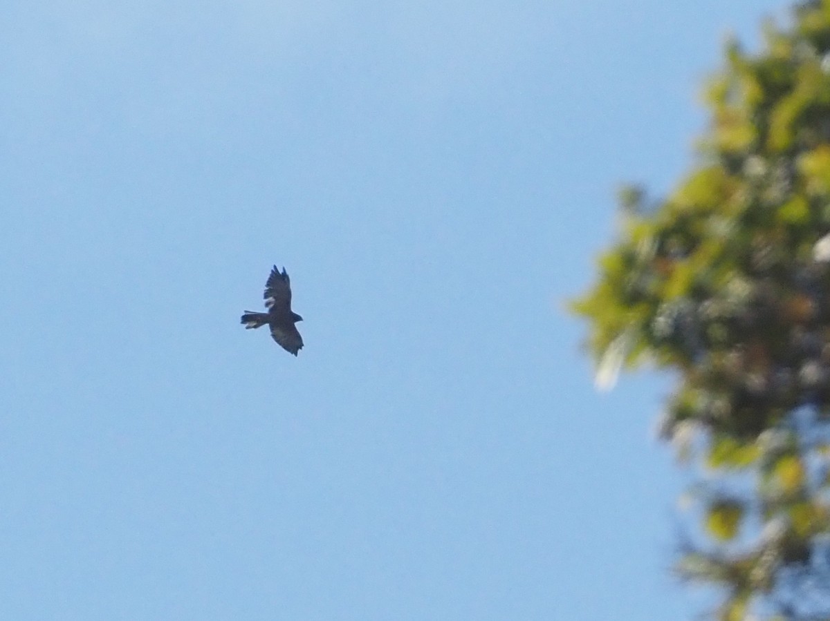 Black-mantled Goshawk - Stephan Lorenz