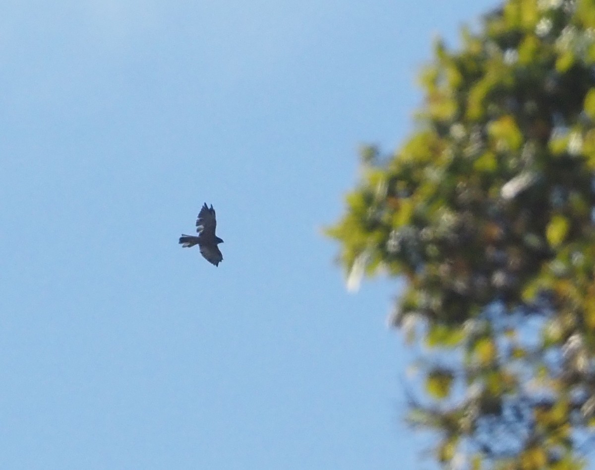 Black-mantled Goshawk - ML609502802