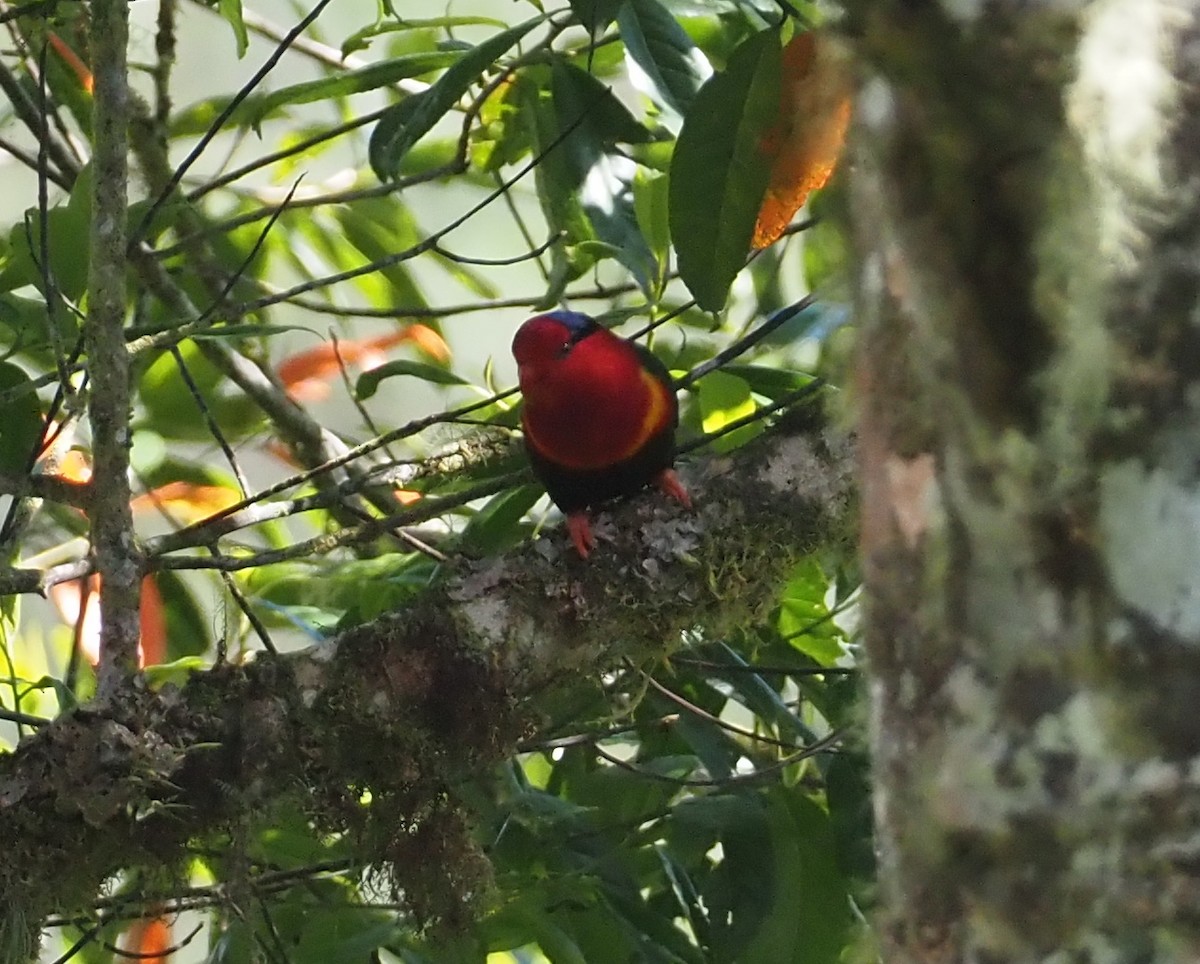 Stella's Lorikeet - ML609502858