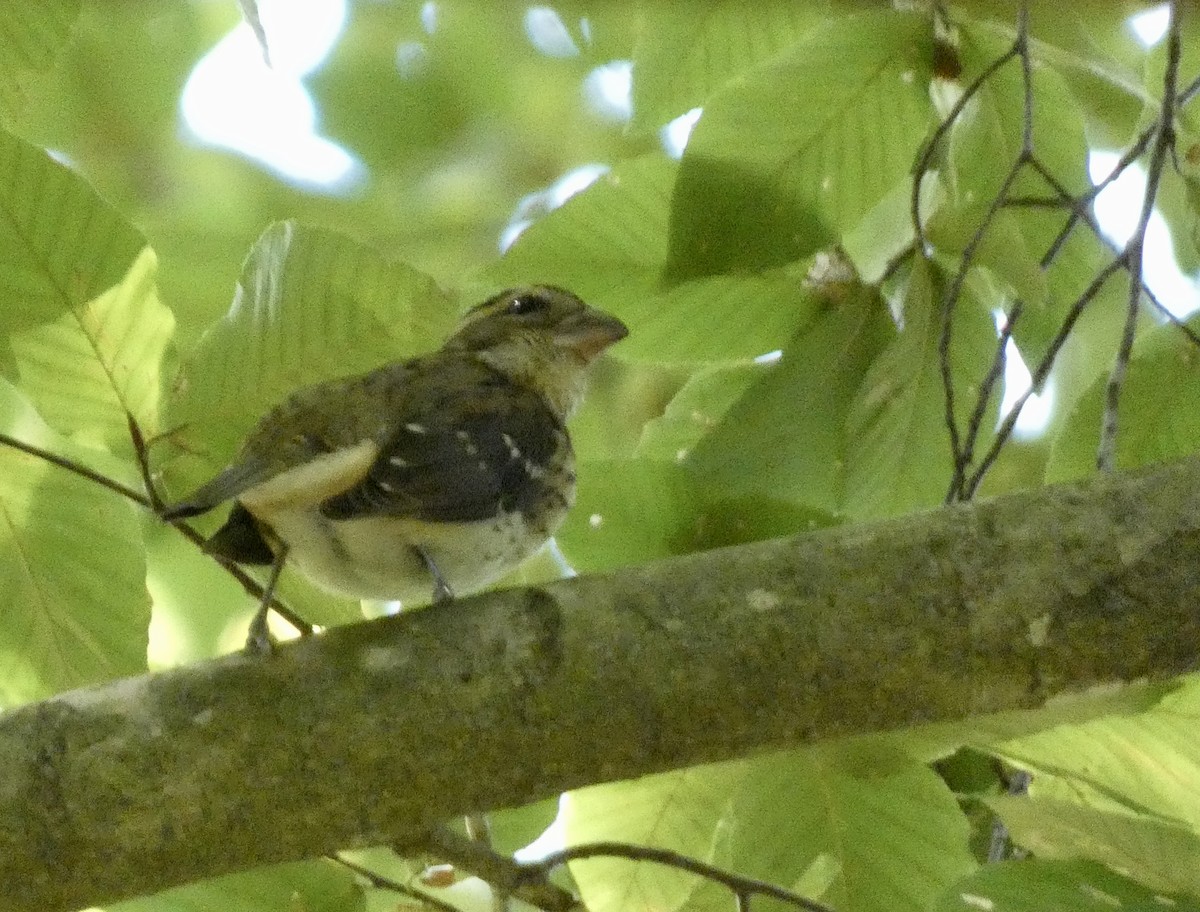 Rose-breasted Grosbeak - ML609502870