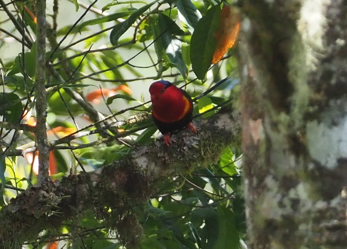 Stella's Lorikeet - Stephan Lorenz