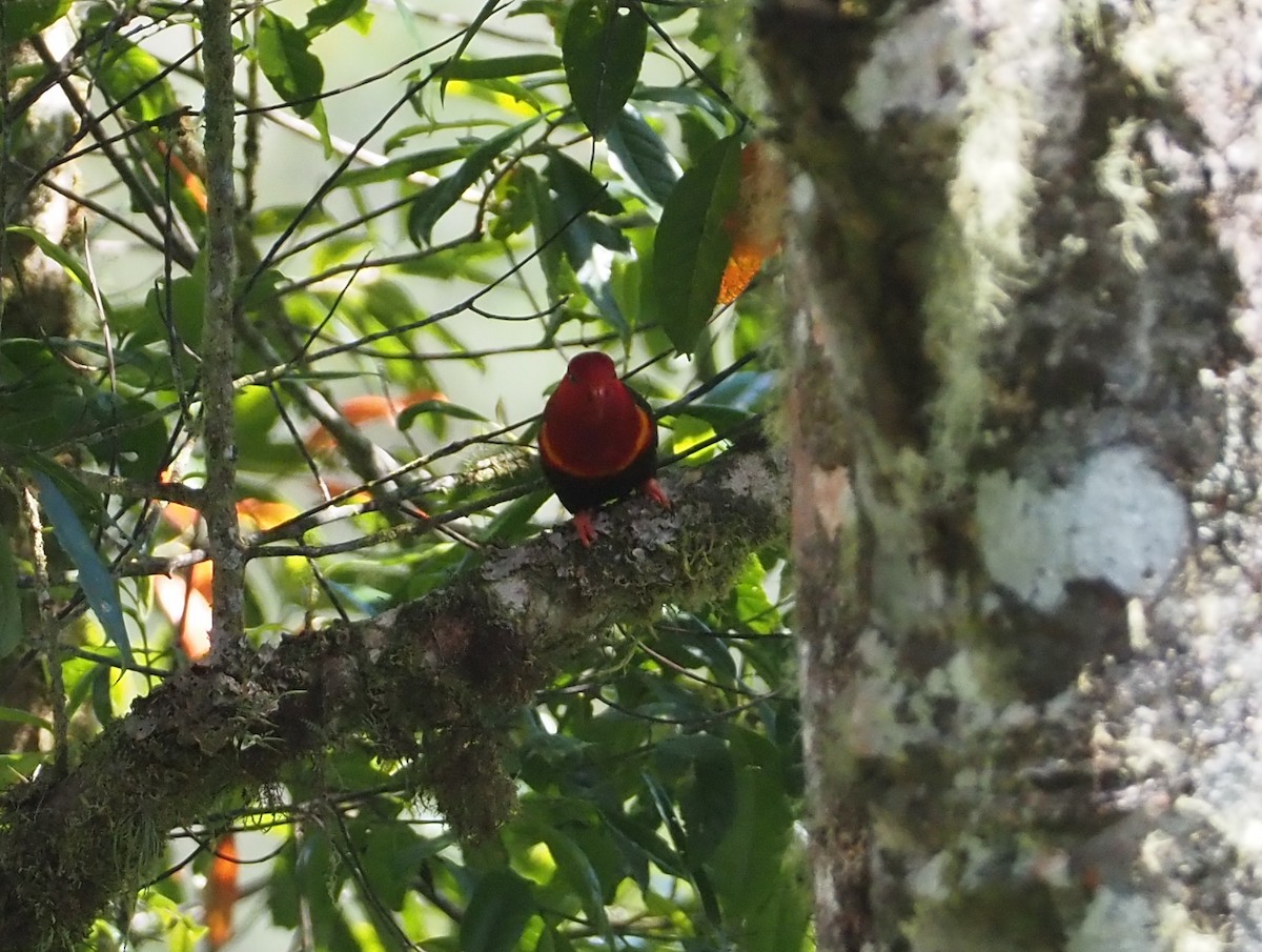 Stella's Lorikeet - ML609502882