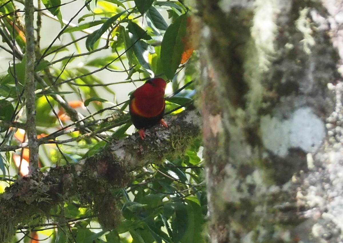 Stella's Lorikeet - ML609502894