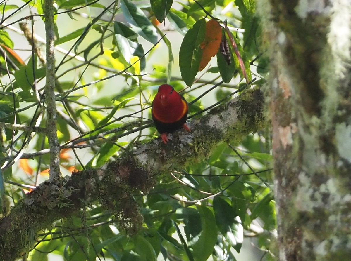 Stella's Lorikeet - Stephan Lorenz