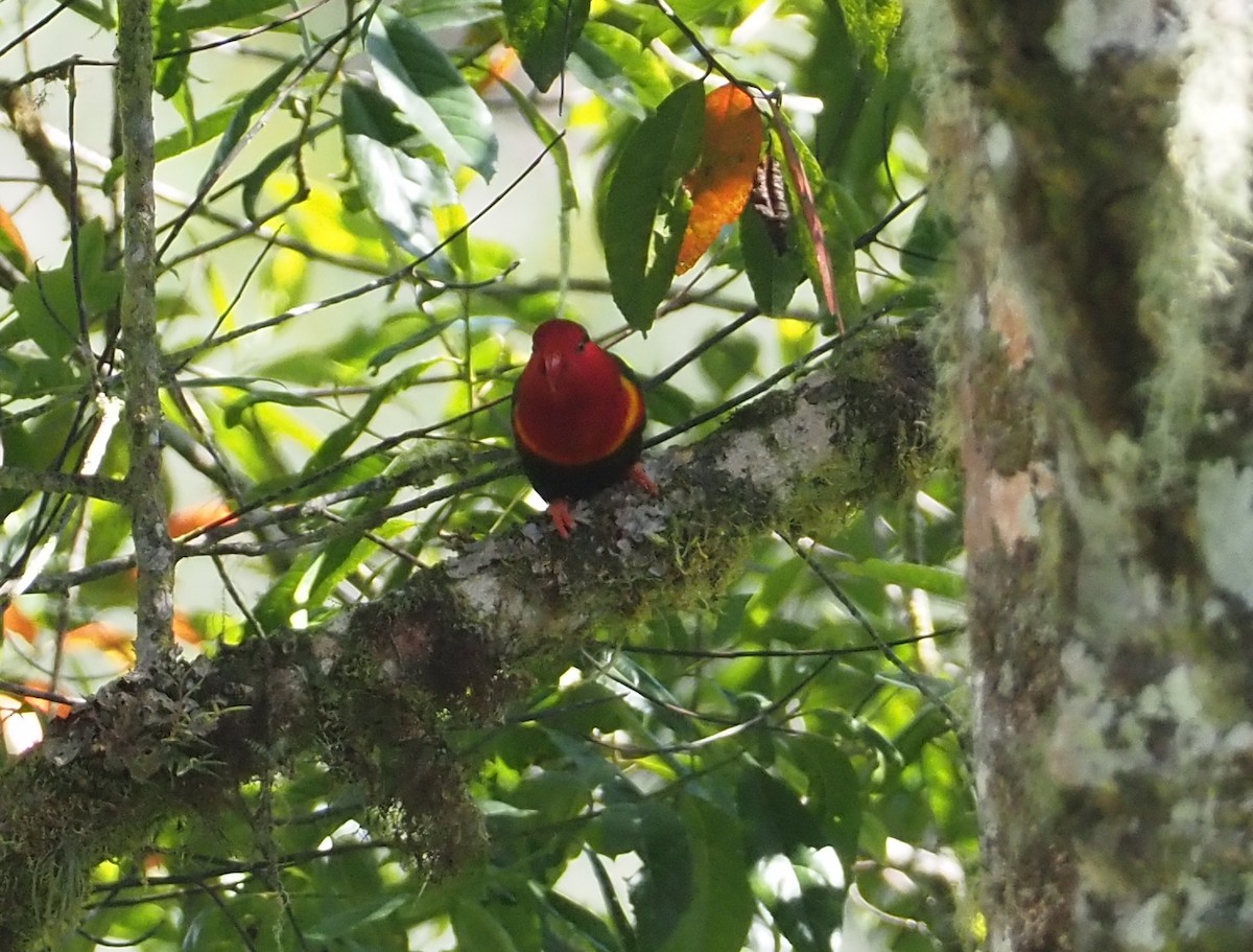 Stella's Lorikeet - ML609502911